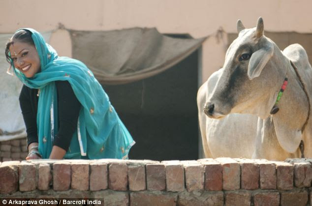 Change of pace: Adriana Peral stands beside a cow at the front yard of her house in a village in Panipat, India, as she gets used to a rural existance