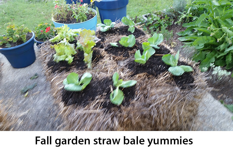 Fall garden straw bale yummies