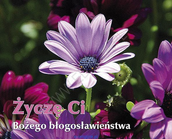 Perełka - Życzę Ci Bożego błogosławieństwa - książeczka upominkowa Edycja św. Pawła