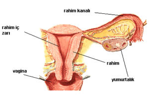 Kadın gebital anatomisi, rahim, yumurtalıklar, tüpler
