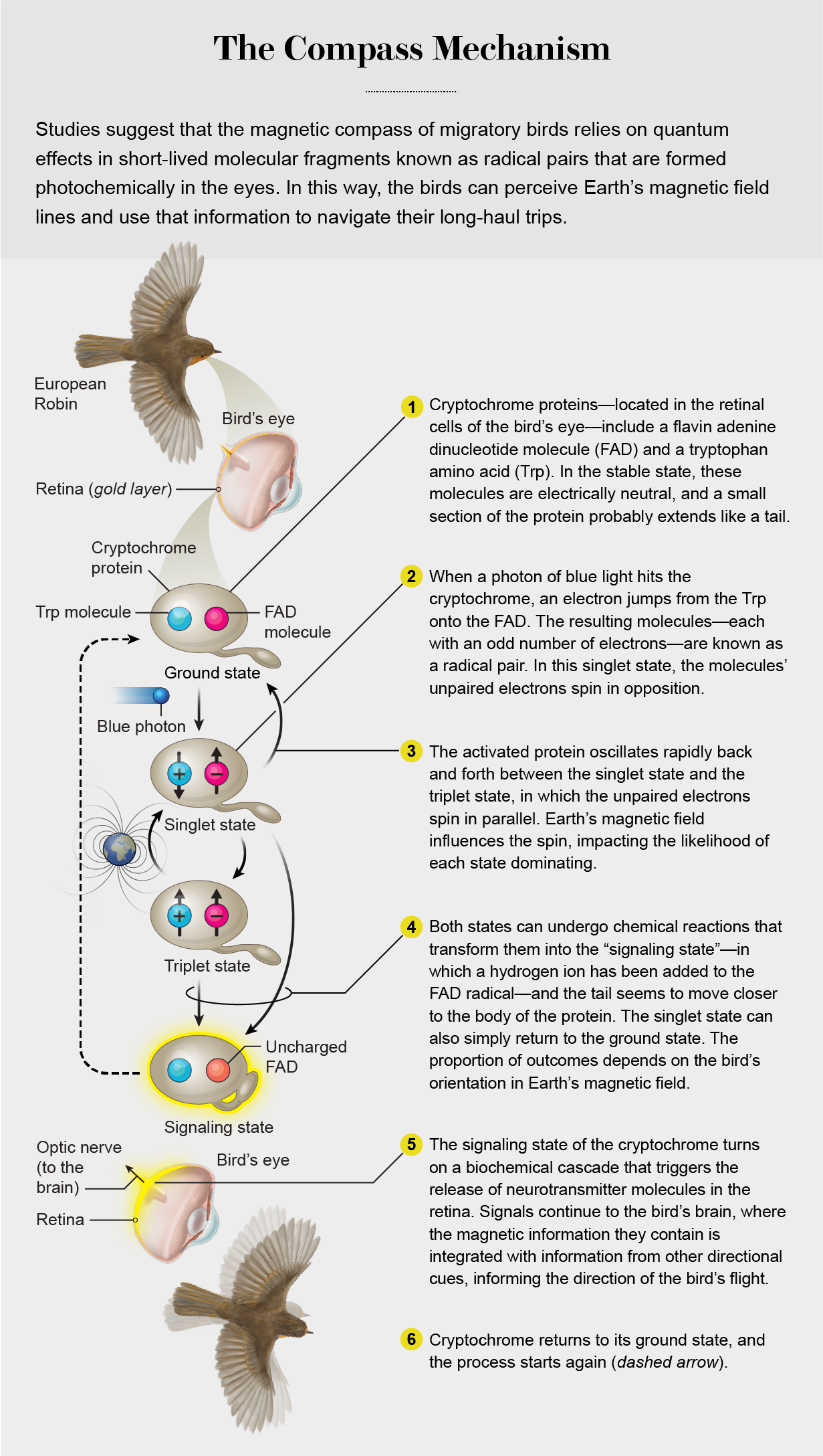 Graphic shows how cryptochromes send molecular signals about Earth’s magnetic field from a bird’s retina to its brain.