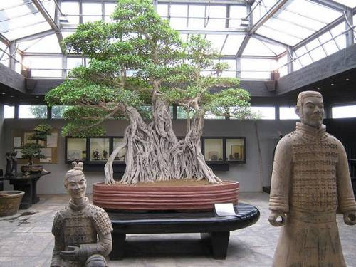 O bonsai mais velho do mundo