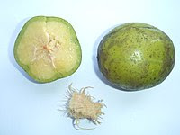 Spondias dulcis, fruit, section and seed