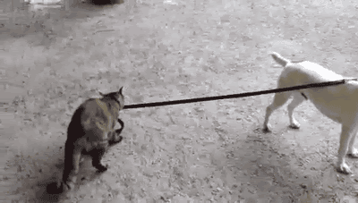 Daily GIFs Mix, part 206