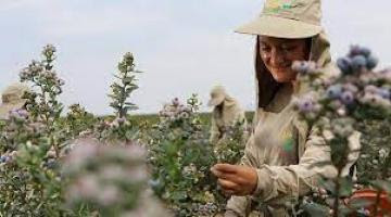 Fuerte recuperación de cultivos orgánicos en Perú impacta en precios de exportación