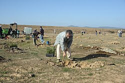 Plantando encinas.jpg