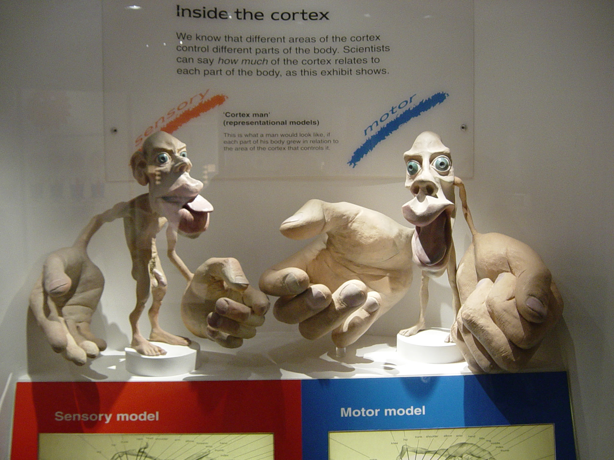 sensory and motor homunculi