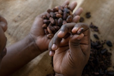 A pair of hands holding cocoa beans.