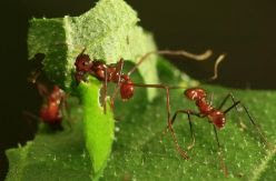 Los insectos están desapareciendo y su extinción amenaza con destruir el medioambiente
