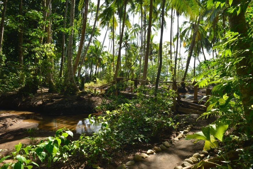 The wetlands returning to a more natural state.