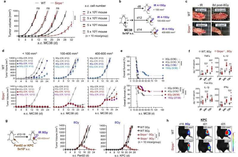 Novel form of immunotherapy could revolutionize cancer treatment