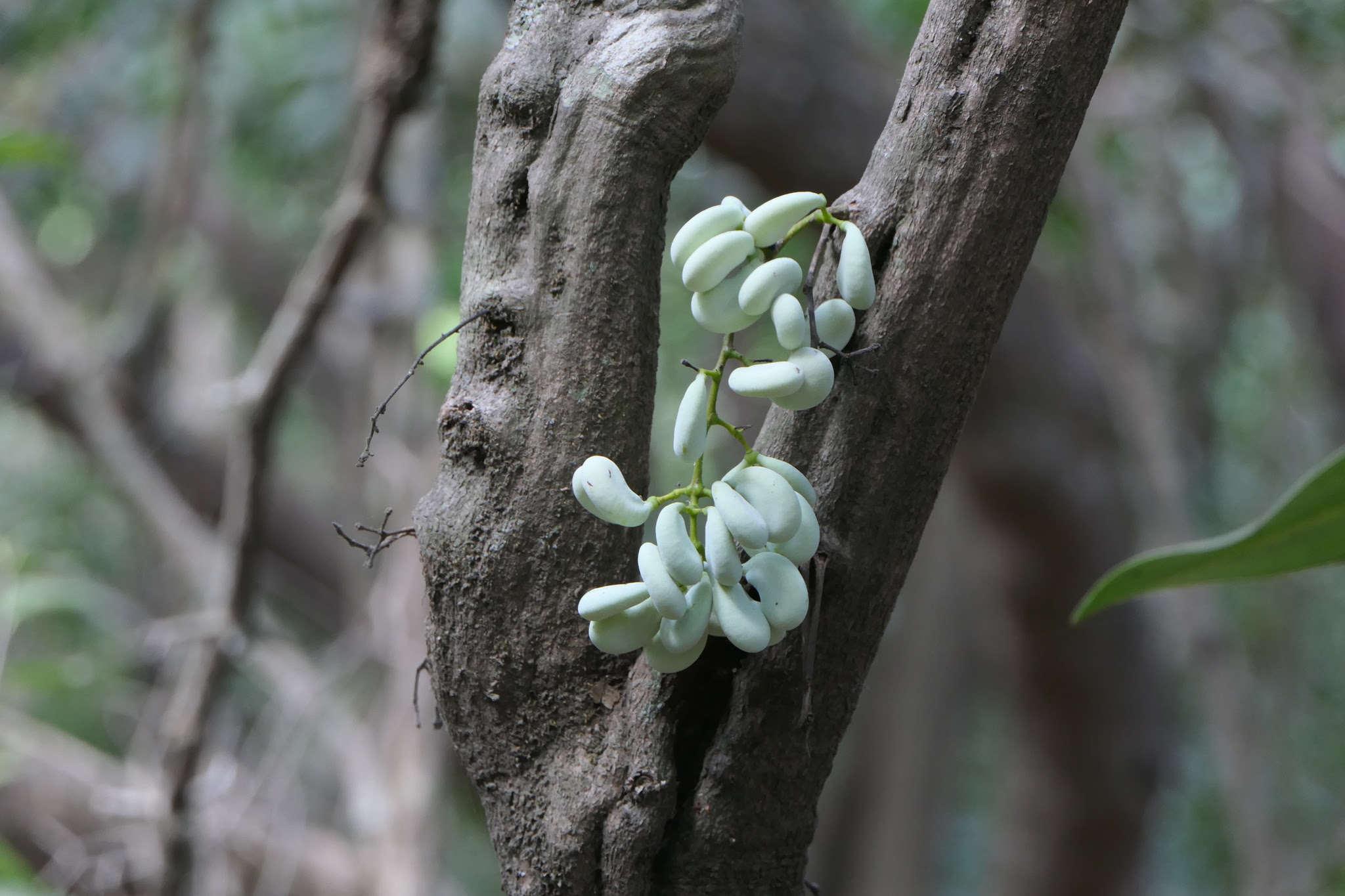 Diploclisia glaucescens (Blume) Diels