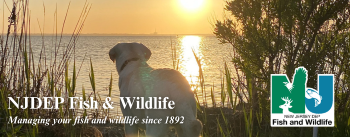 NJDEP, Fish & Wildlife