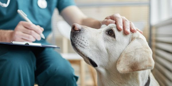 A white lab with a doctor in blue scrubs patting the dog's head.