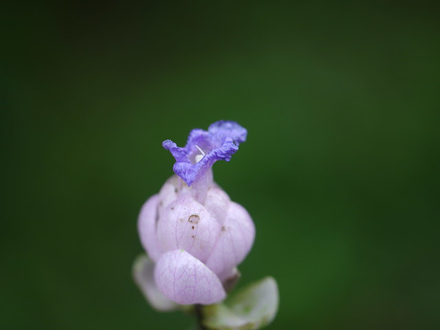 Strobilanthes heyneanus Nees