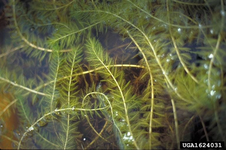 Eurasian Watermilfoil photo by Wisconsin DNR