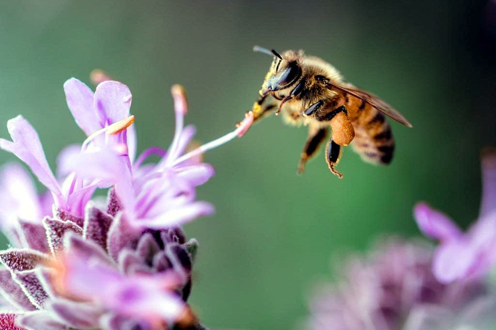 Detener la pérdida de
                                            biodiversidad es esencial
                                            para protegerse de futuras
                                            pandemias