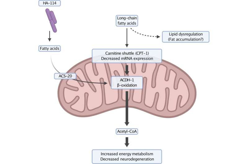 A protective probiotic for ALS found