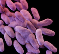 CRE bacteria