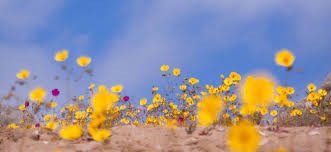 Resultado de imagen para desierto florido 2015