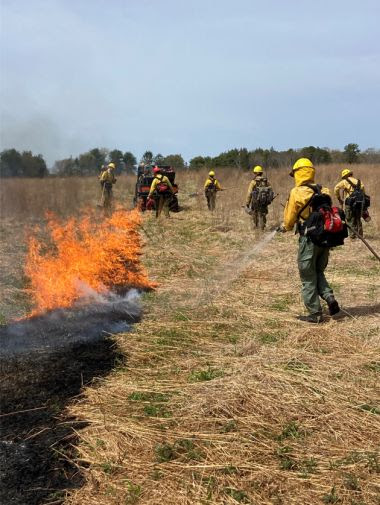 Rangers in a field conducting a prescribed burn