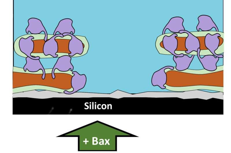 Scientists reveal new details of cellular process which prevents spread of cancer