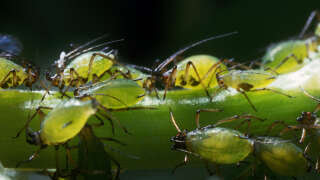 New York est infestée depuis mercredi 28 juin de minuscules insectes volants.