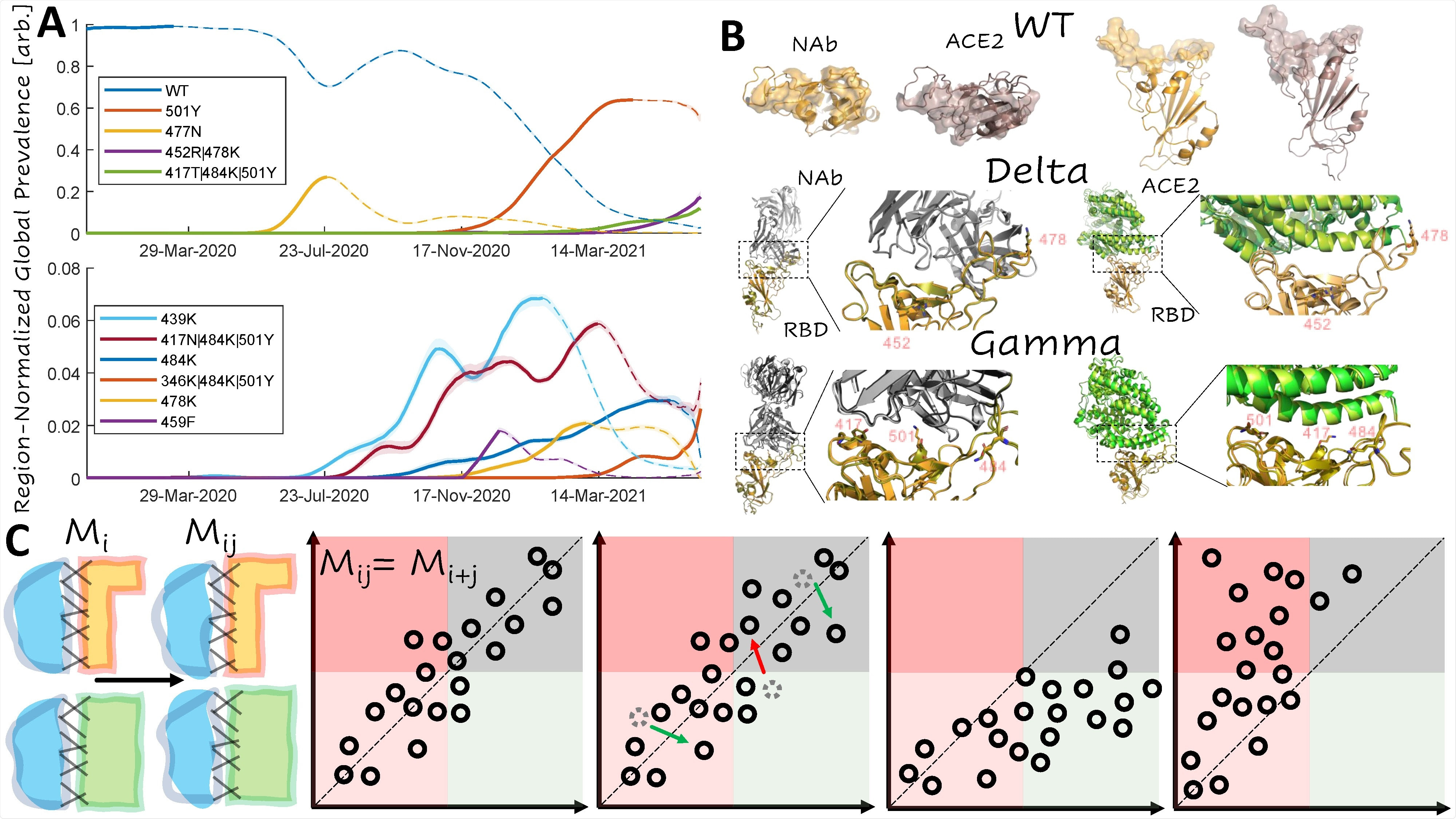 Dominant Trends in Circulating RBD Mutations A. Region-normalized global prevalence of the top 10 most common combinations of RBD mutations over time. Lines are solid up to peak prevalence and dashed afterwards. Shading indicates confidence intervals. B. Structural comparison of the complexes of ACE2 and NAb with RBD for WT, Delta, and Gamma variants. Top: WT footprints including the residues with an interaction within 4A of the partner. Middle: Visualization of the Delta variant interface. Bottom: Visualization of the Gamma variant interface. Mutations are labeled and represented as sticks. WT structures are superimposed for the RBD of each variant: WT, orange; variant, olive C. Cartoon illustrating additive and non-additive (epistatic) interactions between mutations. From left to right: additive, escape-neutral, escape-minimizing, and escape-exacerbating. Mi, Mj, Mij denote the effects of the single and double mutants.