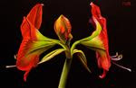 Amaryllis - Posted on Tuesday, December 30, 2014 by Dietrich Moravec