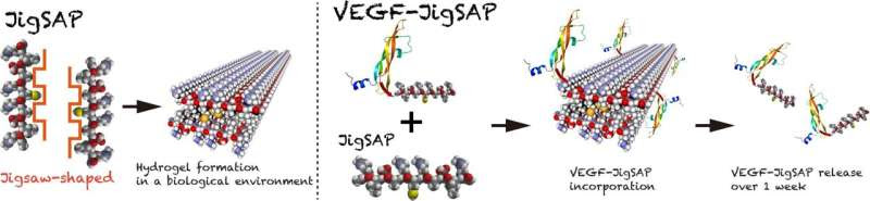 Jigsaw-shaped peptide solves tissue regeneration puzzle