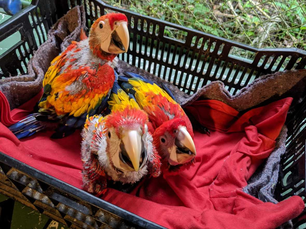 Three young macaws in a crate