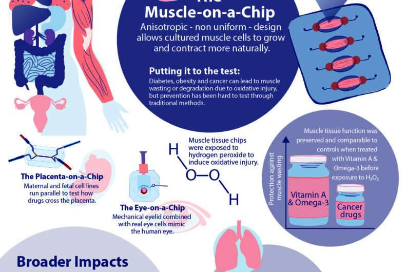 Latest ‘organ-on-a-chip’ is a new way to study cancer-related muscle wasting