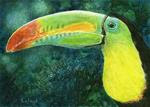 It's a Toucan, Man: Amazon Series #3 - Posted on Monday, February 23, 2015 by Sandra LaFaut