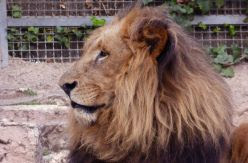 Ética, ciencia y cautividad: el debate de los zoos