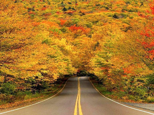 Những đường cây mùa thu đẹp nhất thế giới - Ảnh 15.