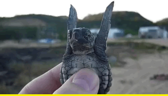  Turtle This Week In Unexpected Cuties! Goturtlego