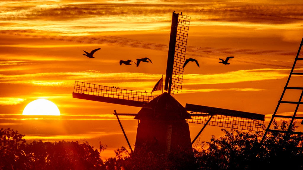 geese flying past a wind pump at sunrise in the Netherlands.
