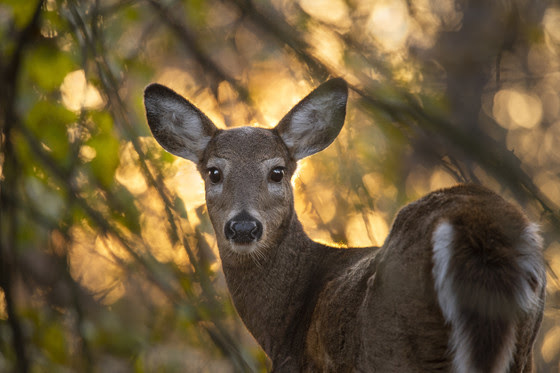 White-tailed antlerless deer looking backward