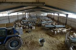 Los ganaderos reclaman precios justos para el sector lácteo: "¿Hasta cuándo vamos a poder aguantar?"