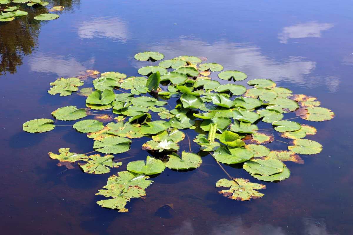 More than just a water feature: Scientists enlist plants to fight pathogens