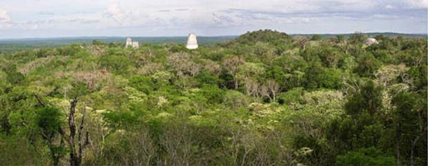 bosque-tikal