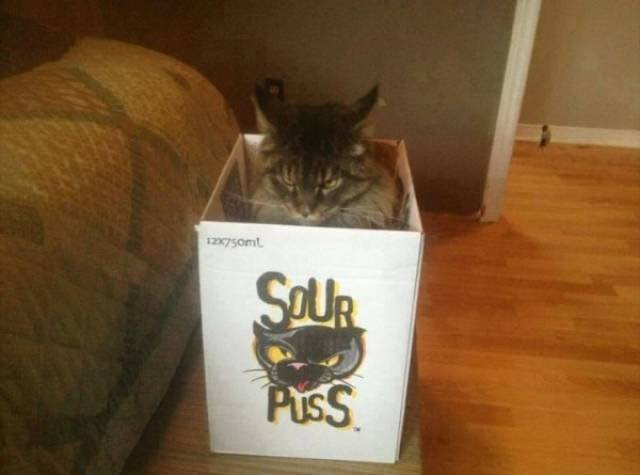 Funny Animals, part 189