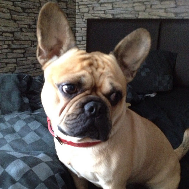 Frug (French Bulldog + Pug)