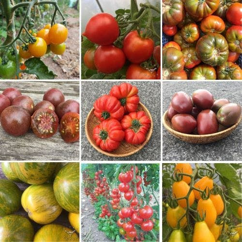 Our great tomato varieties :)