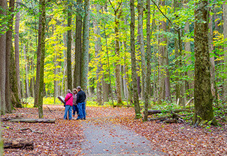 Visitors take a walk through fallen autumn leaves at Hartwick Pines State Park.