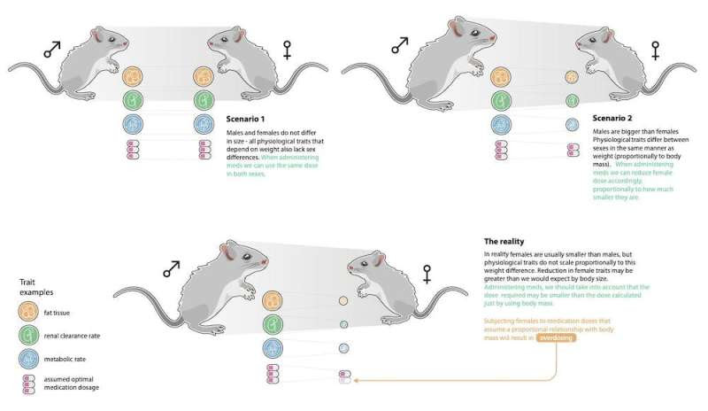 Women are 50–75% more likely to have adverse drug reactions—a new mouse study finally helps explain why