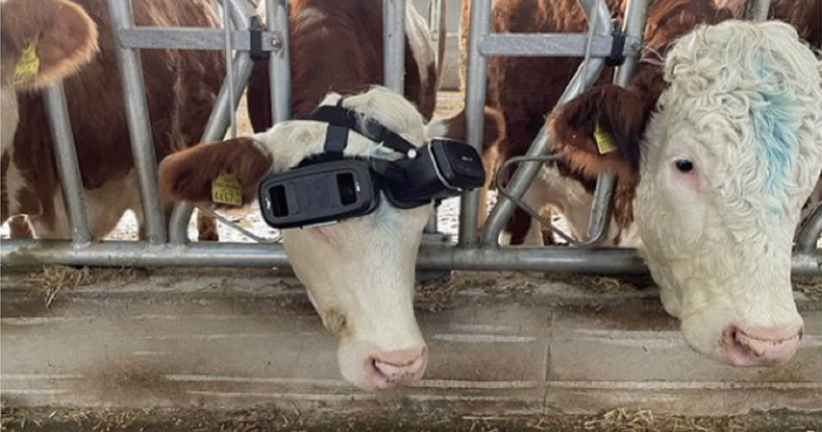 Farmer Attaches Virtual Reality Goggles to Cow, Buys 10 More After Seeing Huge Change: Report