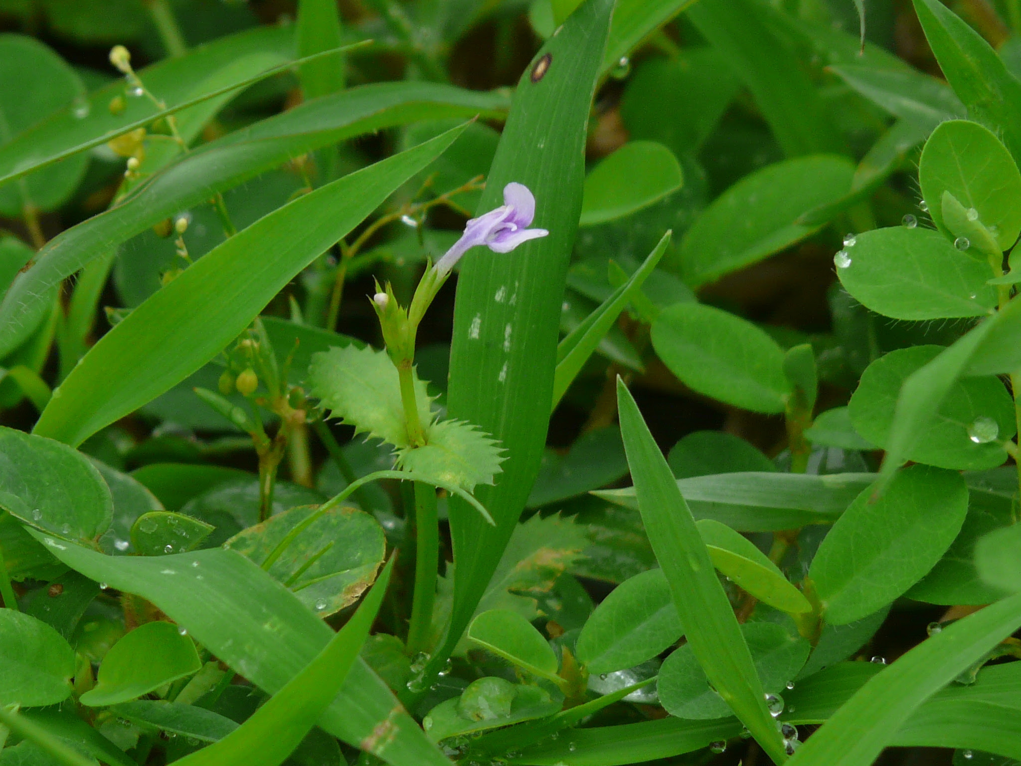 Bonnaya ciliata (Colsm.) Spreng.
