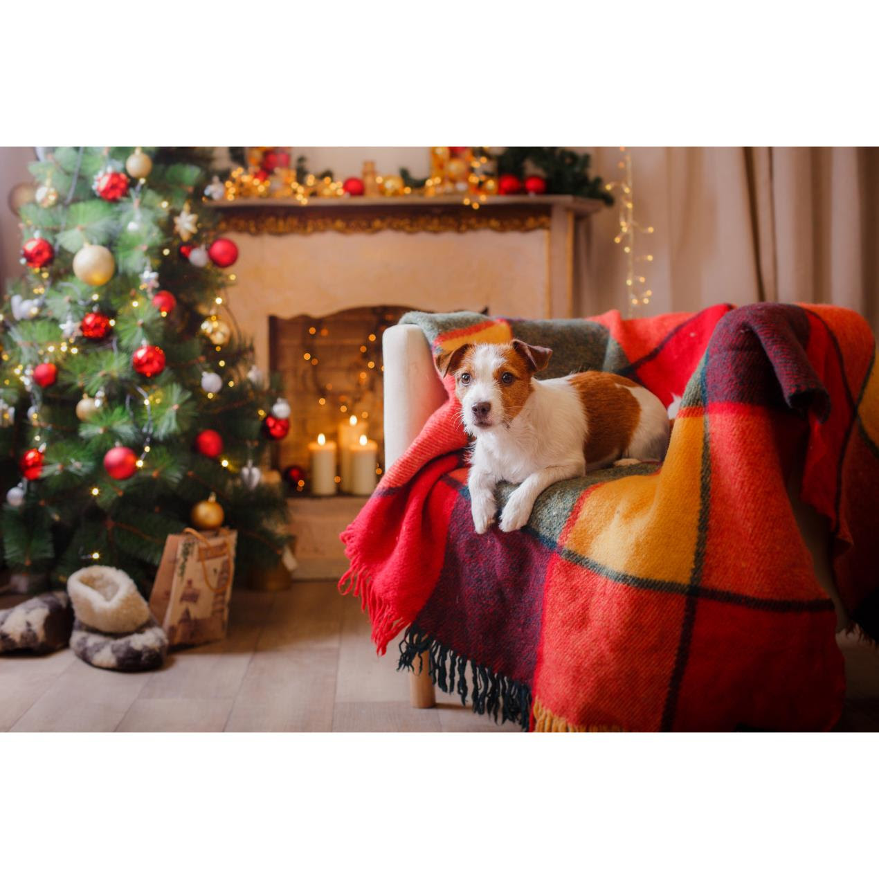 Brown and white dog sat on chair near Christmas tree