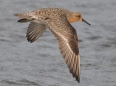 1Red Knot SBI May 16 2010